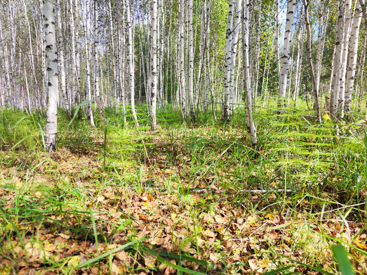 Березовые околышки Западной Сибири