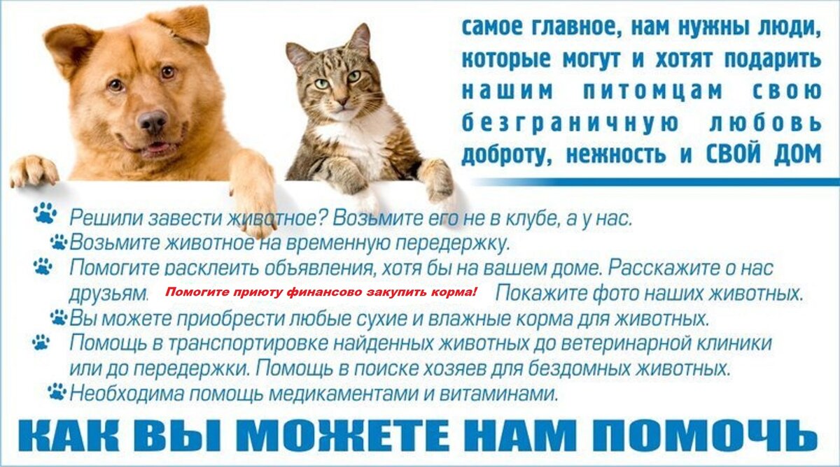Поможем чем сможем на е1 в екатеринбурге. Объявления о помощи животным. Объявление о приюте для собак и кошек. Посты о сборе помощи животным. Помощь приюту для бездомных животных.