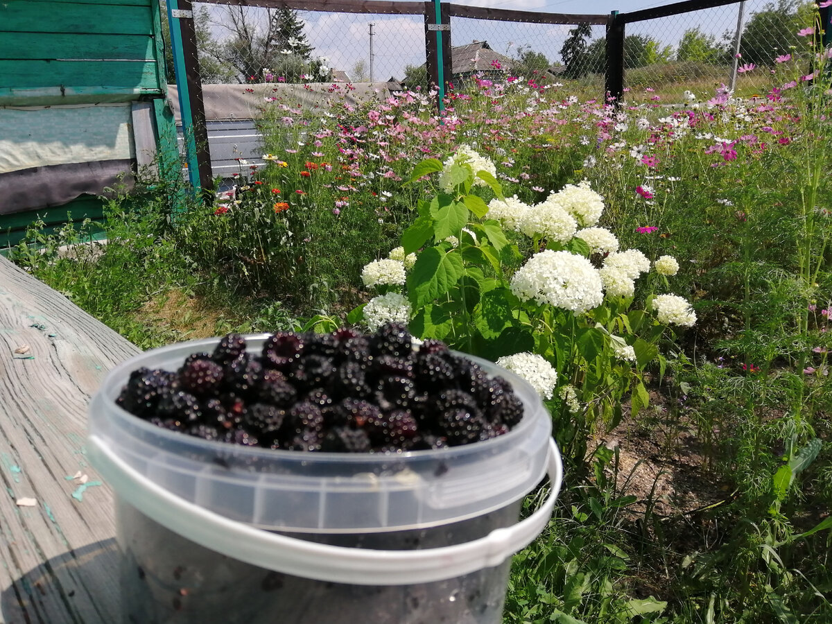 Черная малина. Фото автора