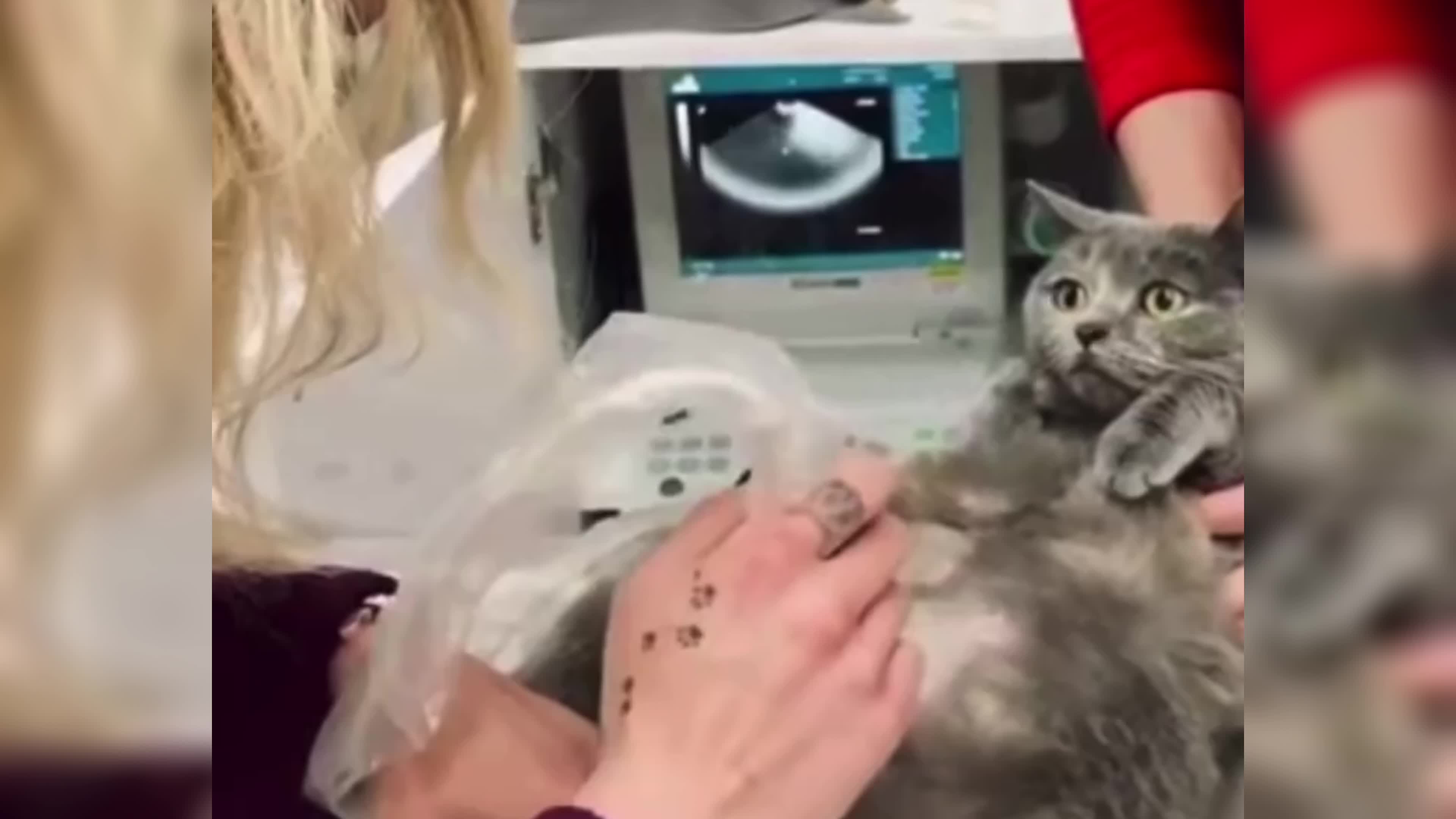 Беременность кошки
