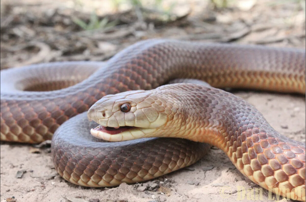 мулга змея коричневый король. тайпан австралийская тигровая змея. австралийский коричневый король. сетчатая коричневая змея в австралии. мулага pseudechis australis.