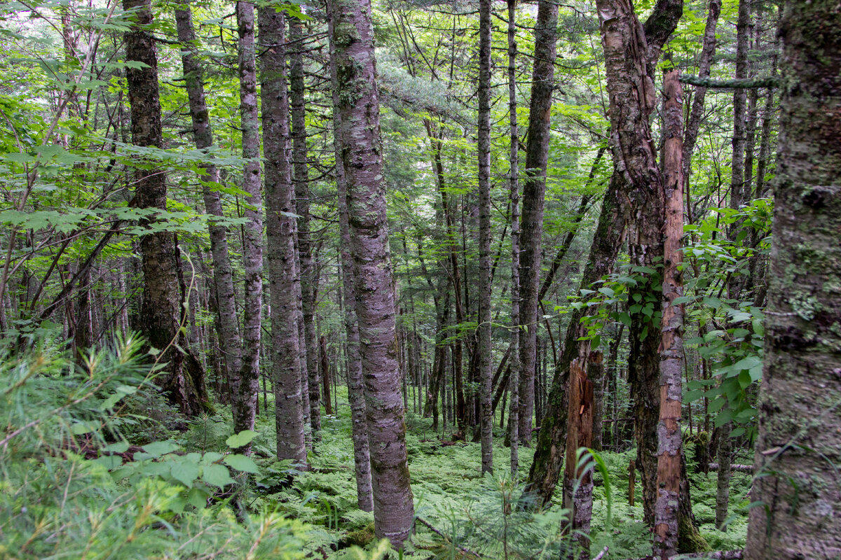 Поездка от посёлка Терней до урочища занимает пару часов