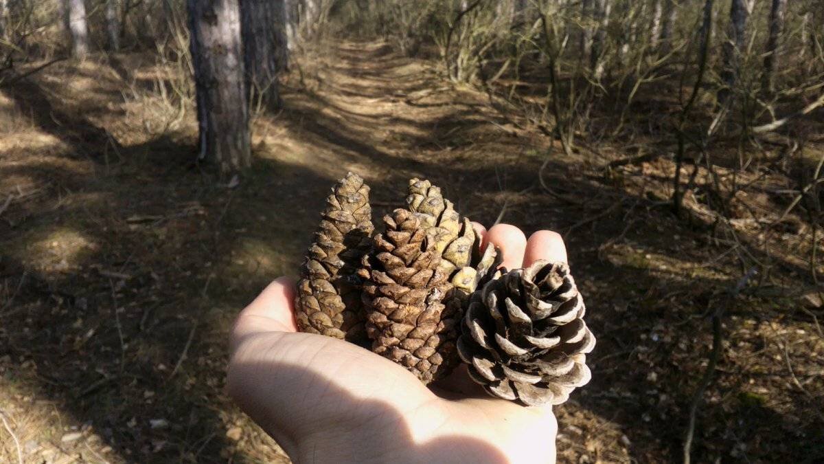 Под соснами шишки. Собирание шишек в лесу. Сбор кедровых шишек в лесу. Собирает шишки в лесу.