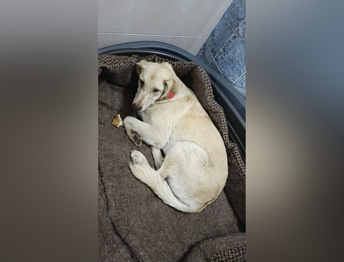    Беглеца накормили, обработали и оставили в котопесокафе Арина Полтанова