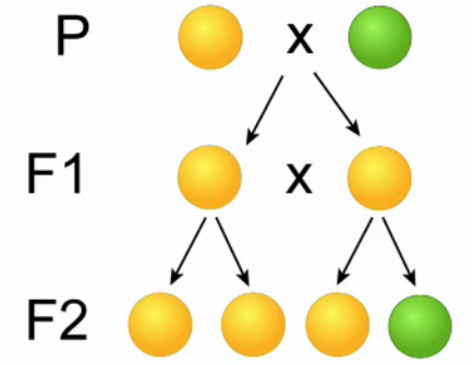 Эксперимент менделя с горохом. Опыт менделя с горохом. Грегор мендель опыт с горохом. Эксперименты с растениями. Скрещивание гороха желтой и зеленой.