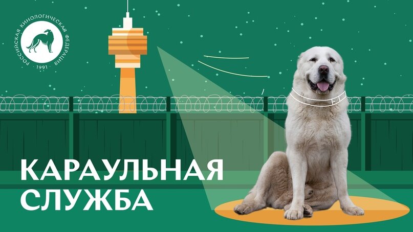 Все о караульной службе собак в России. Источник: Российская кинологическая федерация