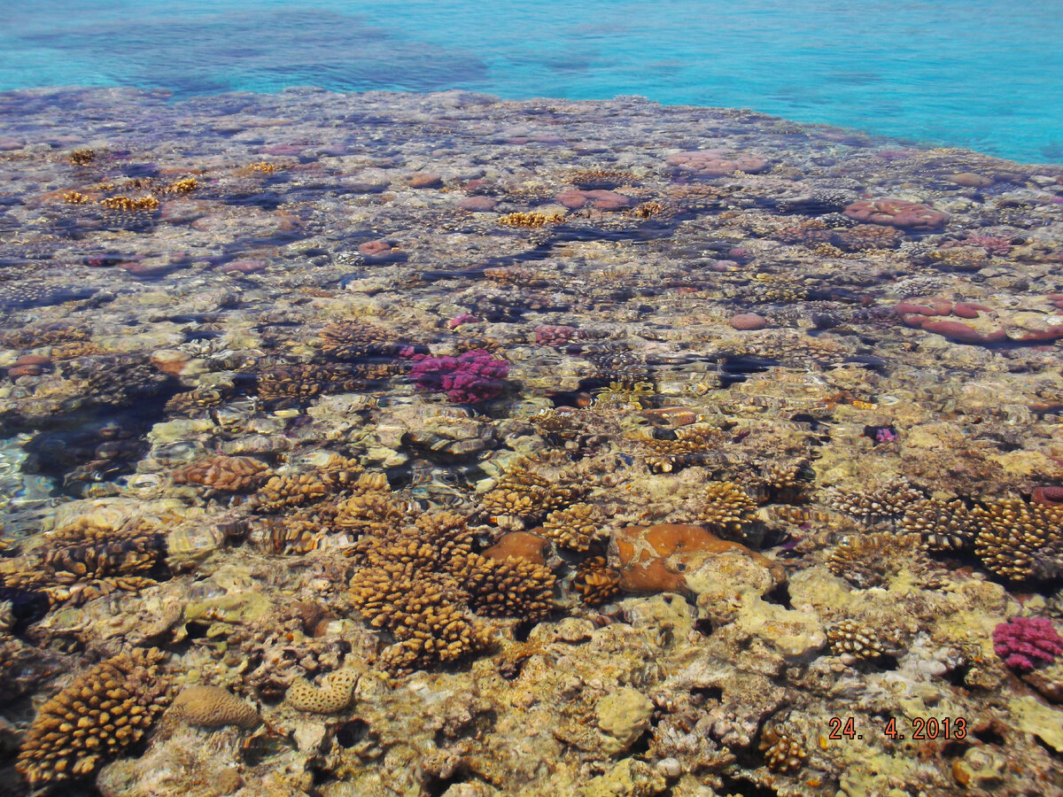 это еще не кораллы