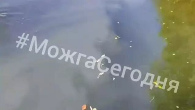     В Можгинском районе Удмуртии очевидцы засняли на видео момент сброса загрязняющих веществе в реку Вала.