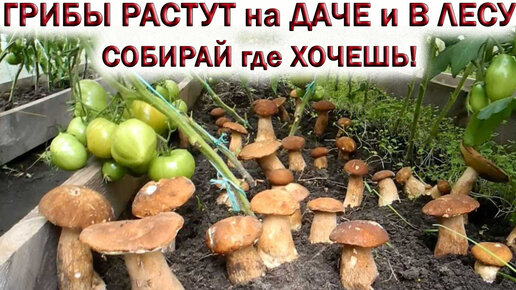 🍄ГРИБЫ РАСТУТ на ДАЧЕ и В ЛЕСУ, СОБИРАЙ где ХОЧЕШЬ!👉Пробую гриб ГРУЗДЬ ПЕРЕЧНЫЙ. Грибы 2023 сентябрь🌲🌳