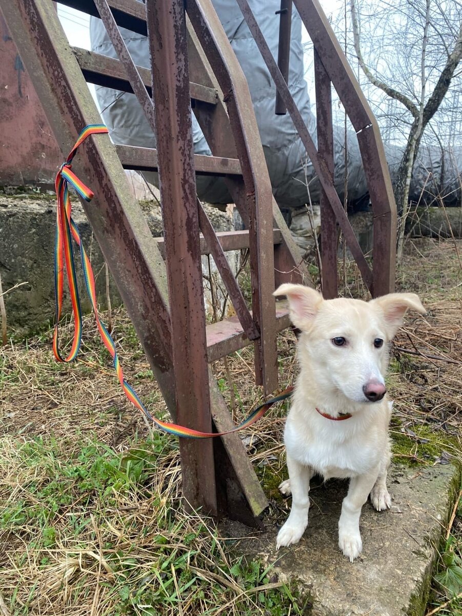 Впервые волонтеры «Красной сосны» увидели Тью таким: он был привязан в лесу недалеко от приюта 