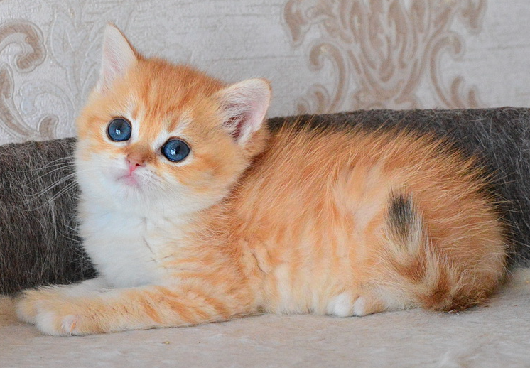 Золотой котенок, генетически пятнистый