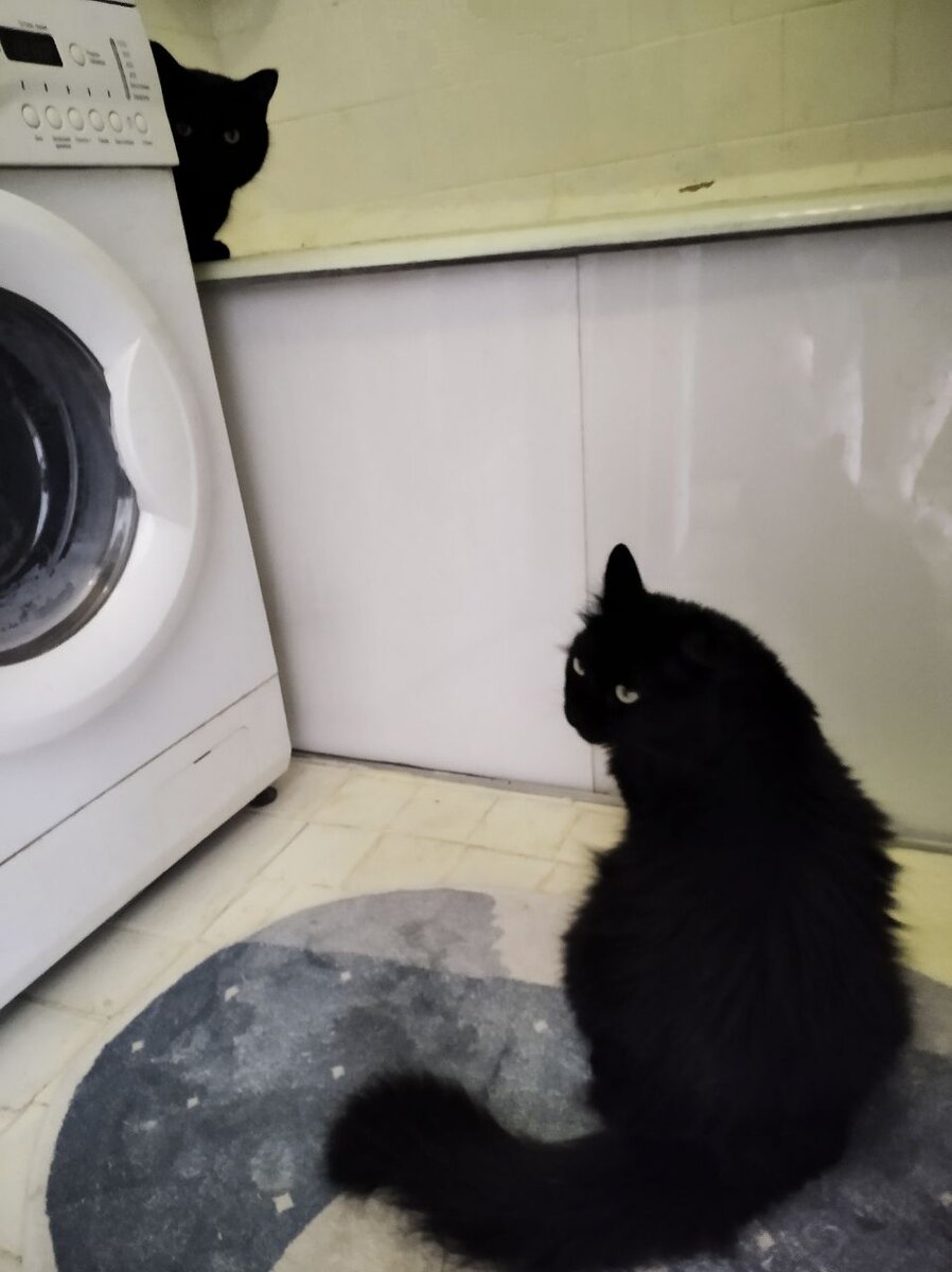 Бобик невербально сообщает Микки: "Ты выйдешь, когда я разрешу" 