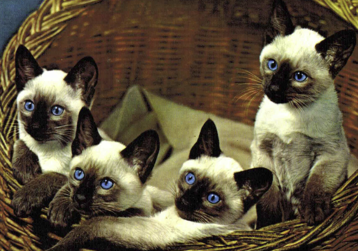 Источник https://s3.amazonaws.com/postcardunited.com/postcard_img/06/1591387429.jpg.