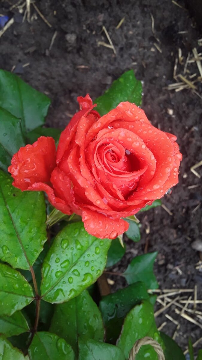 С каплями дождя-чудо!