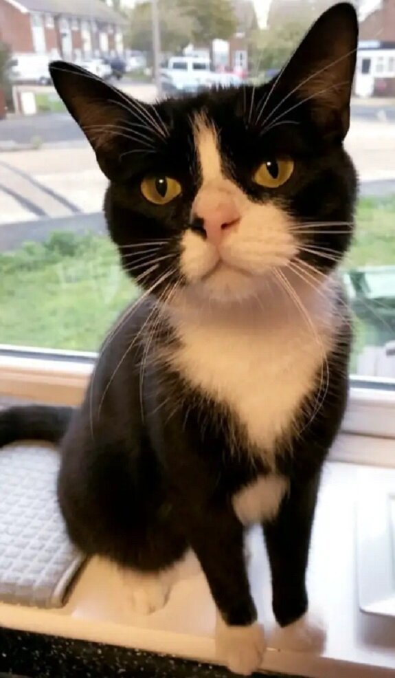 Кот Тор. Источник фото: https://mykote.mirtesen.ru/blog/43188369428/-On-edva-dyishal-propavshiy-kot-dva-mesyatsa-provyol-bez-dvizhen