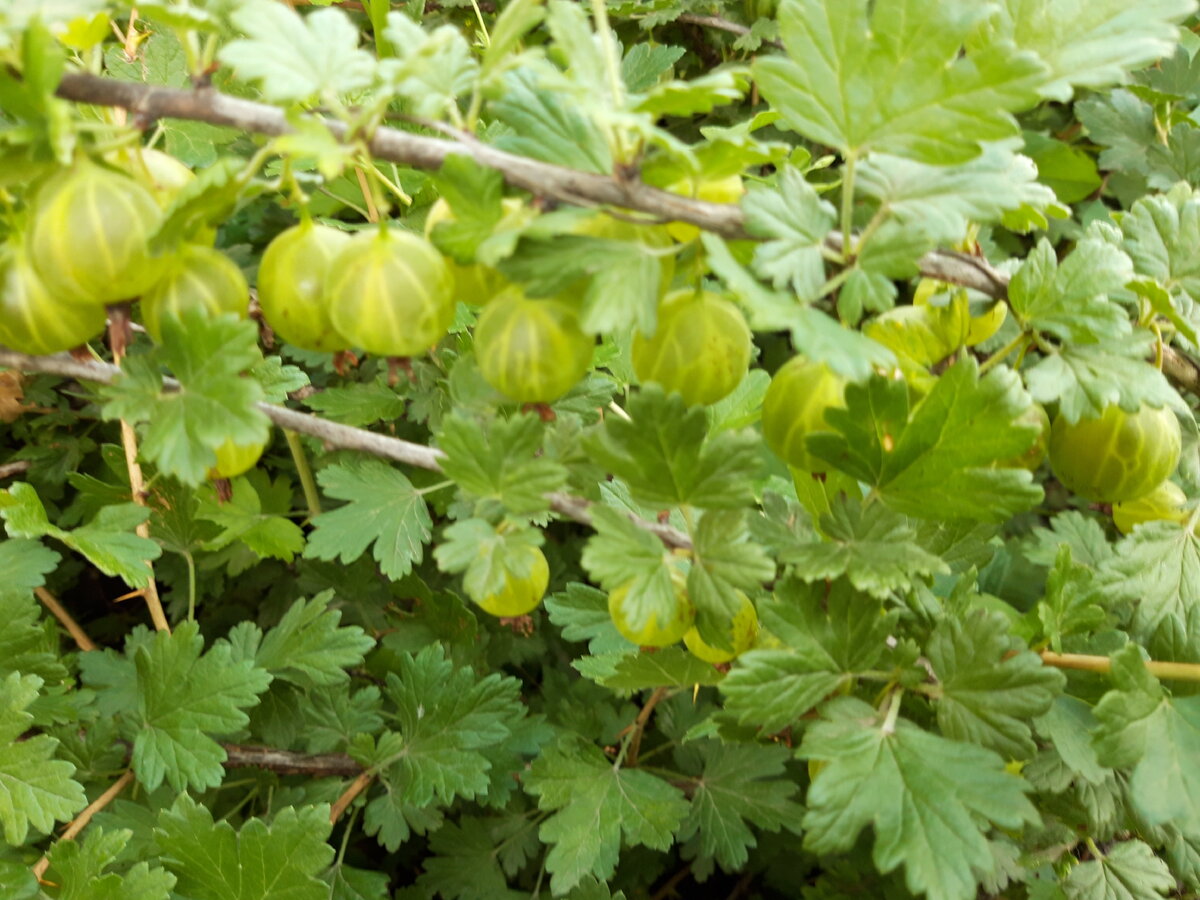 Наш кустик с шипами