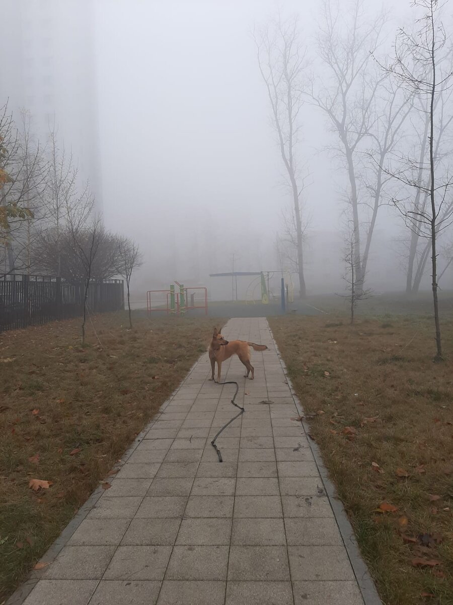 Мы с будущим мужем иногда представляли себе нашу собаку😀Каким ты будешь, наш лохматый друг? 