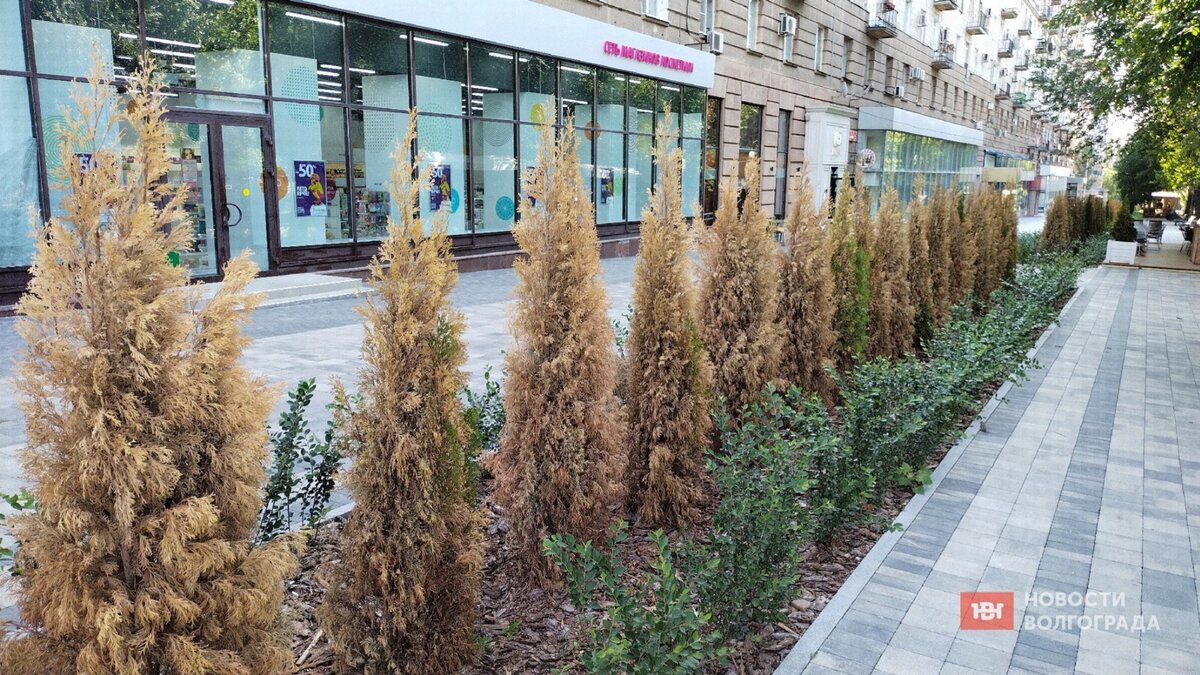     Засохшие туи на отремонтированном участке Аллеи Героев в Волгограде подрядчик заменит на новые по гарантии, сообщили изданию «НовостиВолгограда.ру» в мэрии.