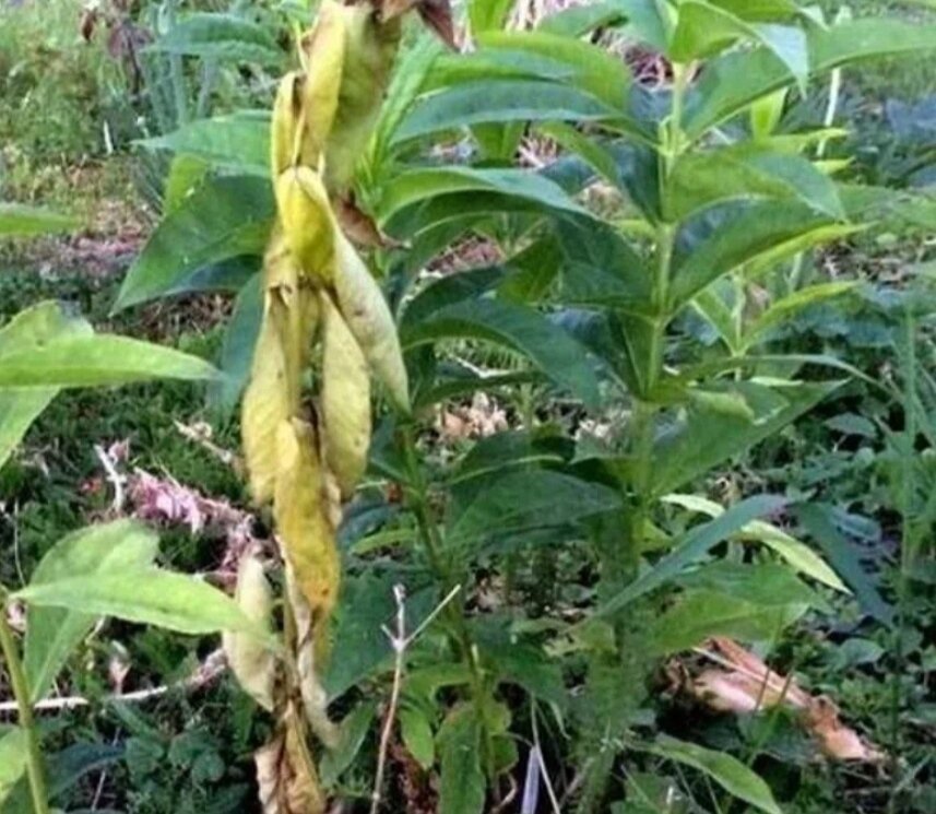 вертициллез флоксов. септориоз флоксов. у флокса скручиваются листья. мучнистая роса на флоксах. ржавчина септориоз флоксов.