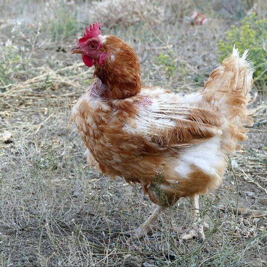 фото из интернета и находится в свободном доступе