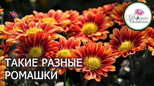 ТАКИЕ РАЗНЫЕ РОМАШКИ