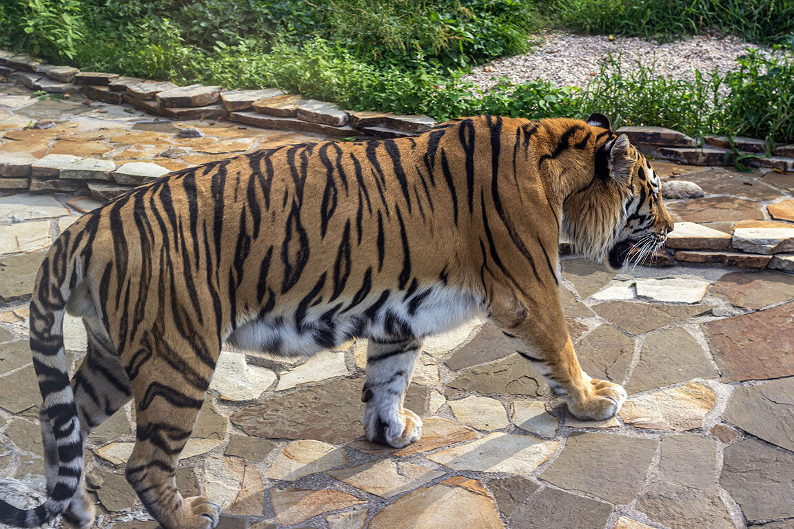 Жираф. Какие животные есть в московском зоопарке 2023 года. Московский зоопарк. Зебра греви в московском зоопарке. Московский зоопарк 2023.