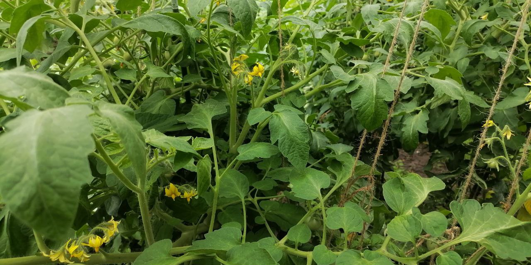 Опрыскивание томатов борной кислотой. Почему перехожу на другие препараты