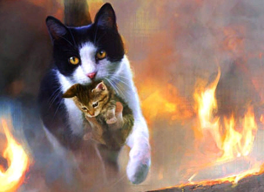 Кошечки спасают. Кот в огне. Коты и огонь. Огненная кошка.