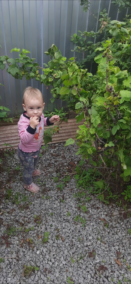 Алиса ест чёрную смородину.