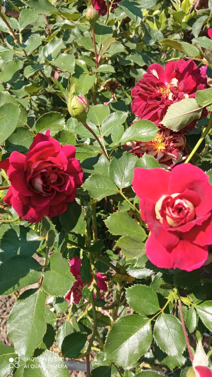 НАБЛЮДЕНИЯ РОЗОВОДА🧐🤔🤨 🌹🌹🌹🌹🌹 Розы 💕🥰- восхитительные и капризные ...