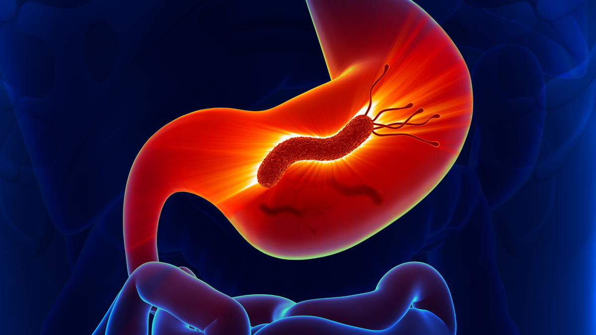 Helicobacter pylori — спиралевидная бактерия. Она обладает 4–6 жгутиками, с помощью которых может быстро двигаться даже в густой слизи⠀