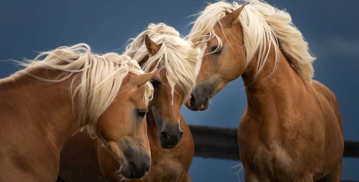 Хафлингеры – это небольшая порода лошадей, которая происходит из Южного Тироля и в настоящее время в основном разводится в Австрии, Баварии и Северной Италии.
