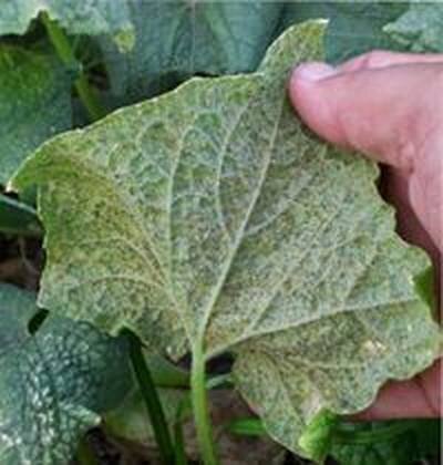 бахчевая тля