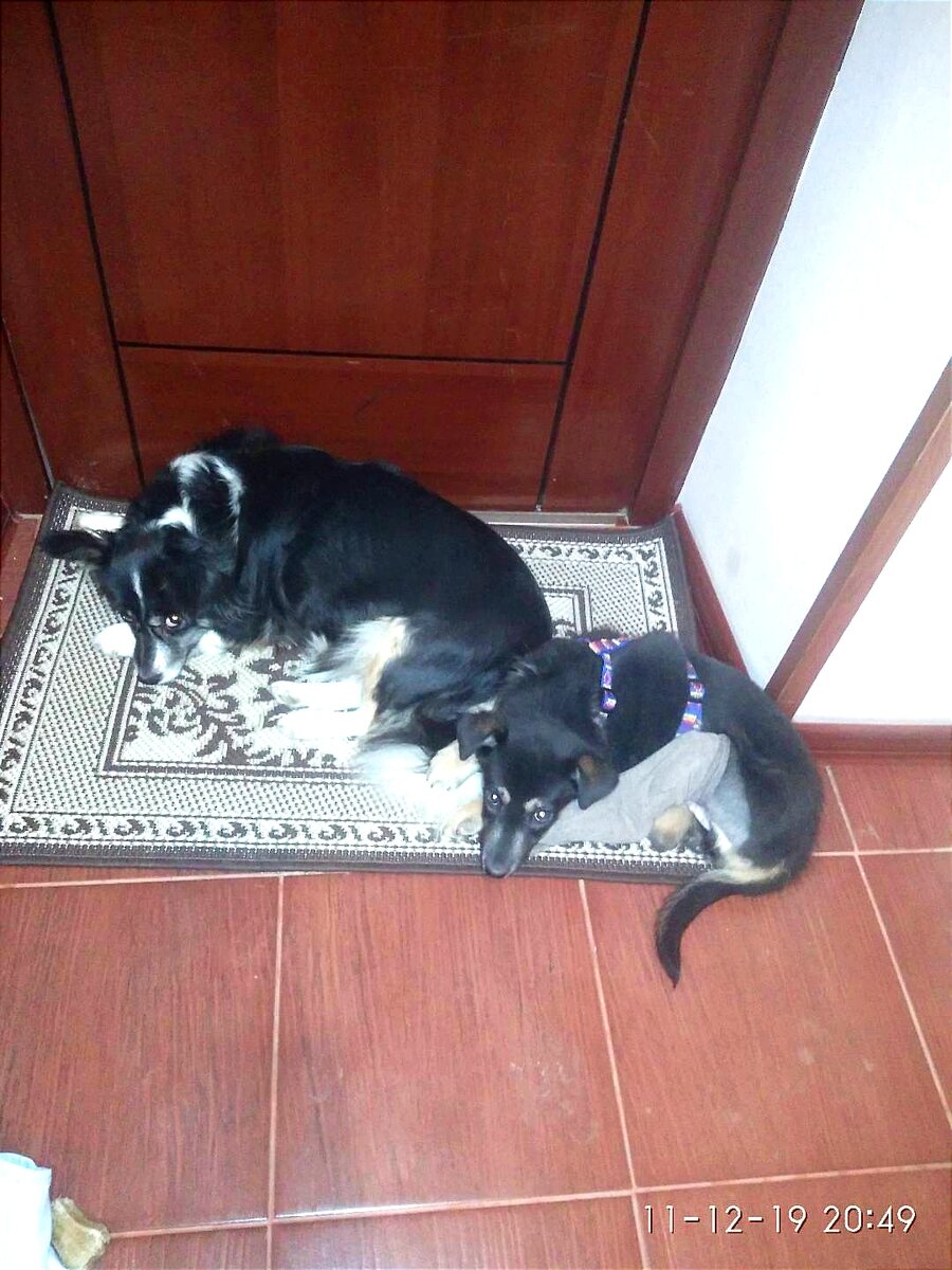 Носок на задней лапе прикрывает гипс