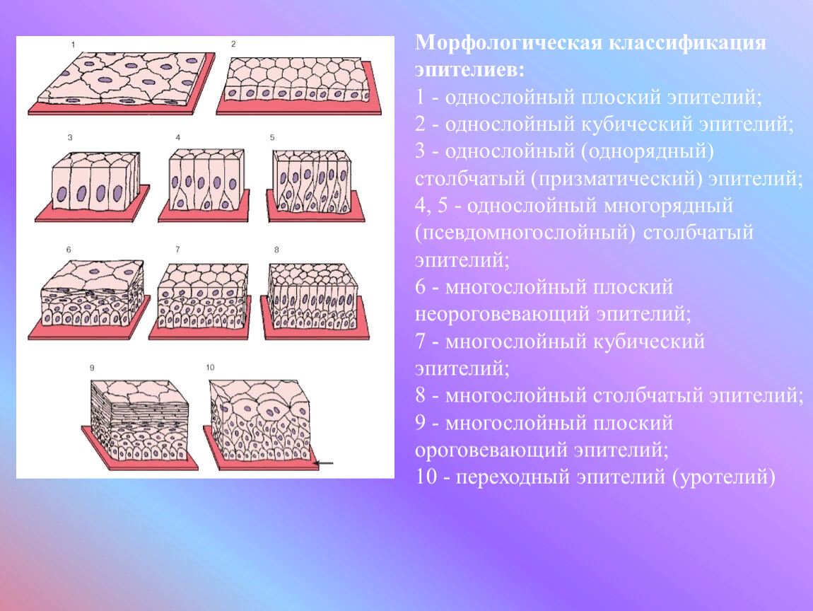 Эпителиальная ткань расположение строение функция классификация Какие есть эпителиальные ткани