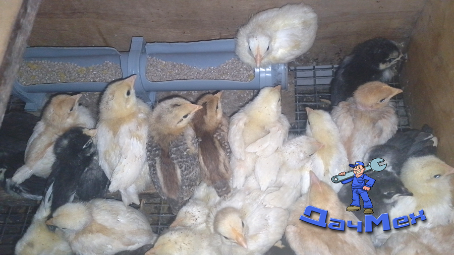 Молодое пополнение в 30 курочек и петухов