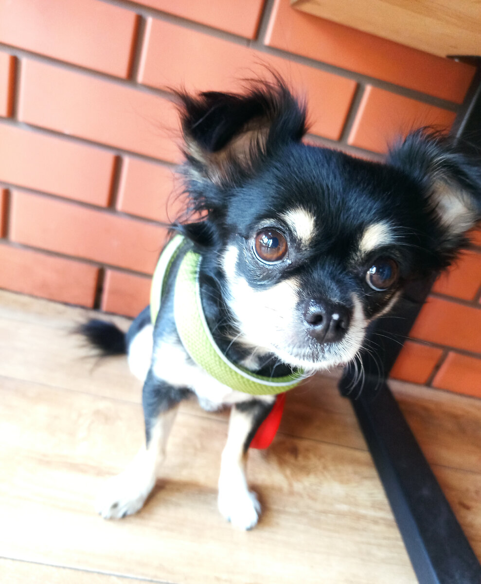 Собака под скамейкой ждет, когда я допью кофе. Слева от нас, через стол, сидит молодой человек с золотистым ретривером