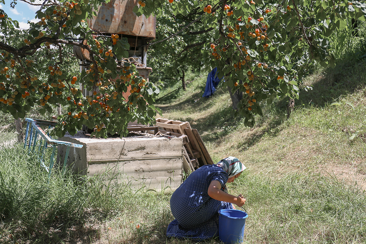 абрикосовые сады в армении. сады абрикосов а армении. абрикосы собирала. дагестан урожай урожай абрикосов. село айгезард араратская область.