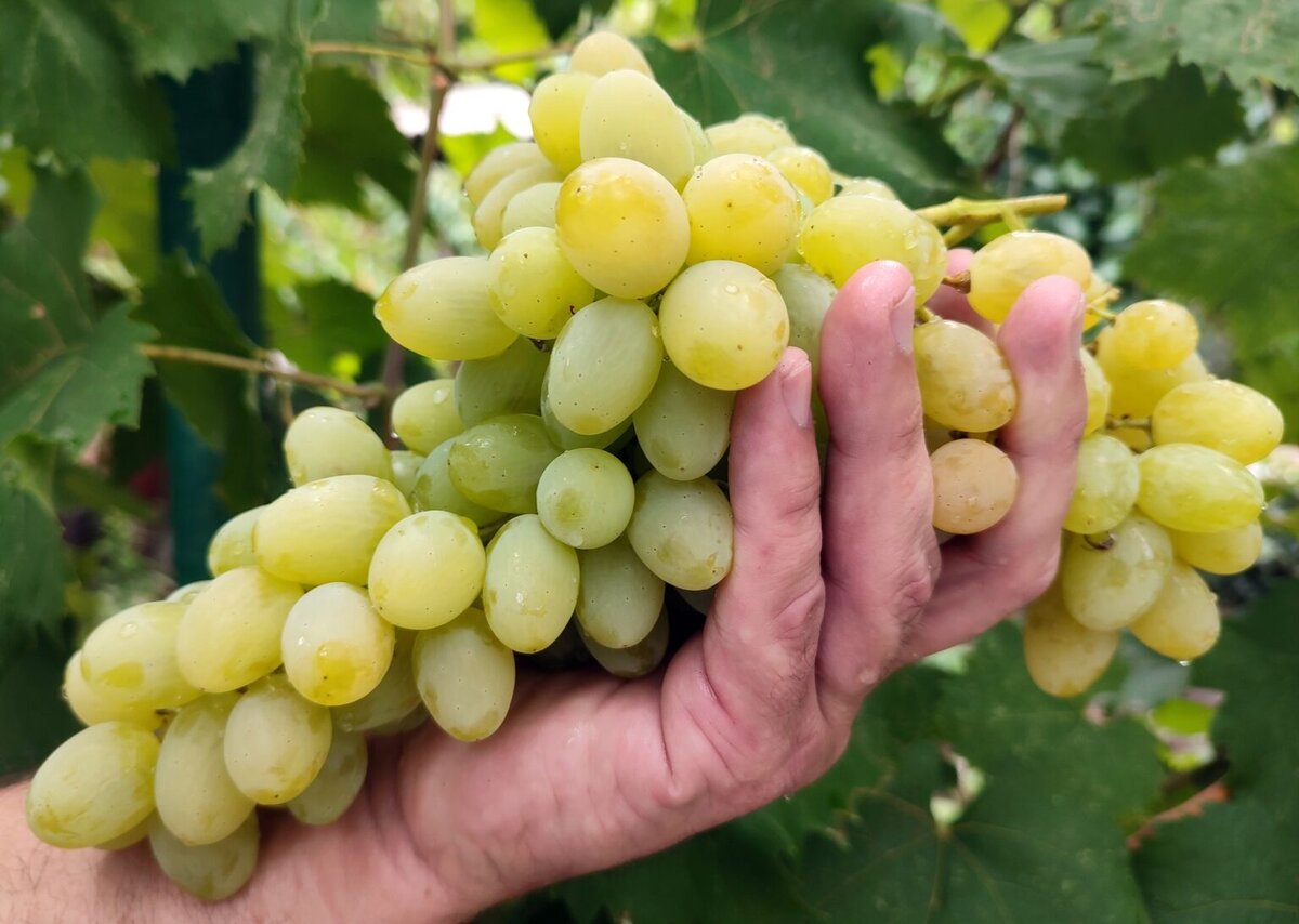 Самые известные сорта белого винограда