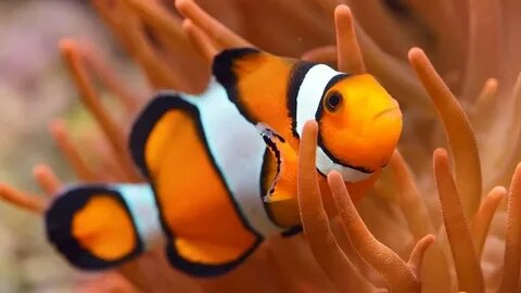 Рыба-клоун. Фото из Яндекс