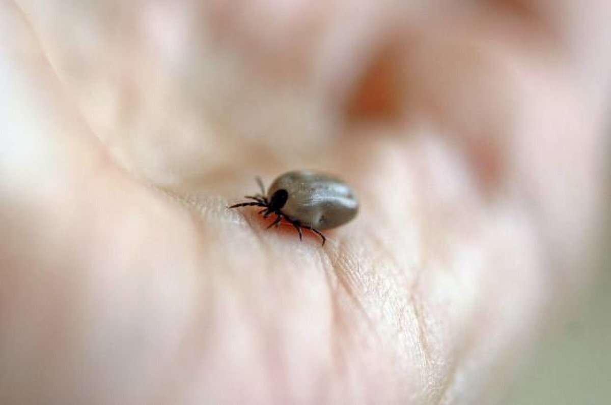    Напасть от природы.