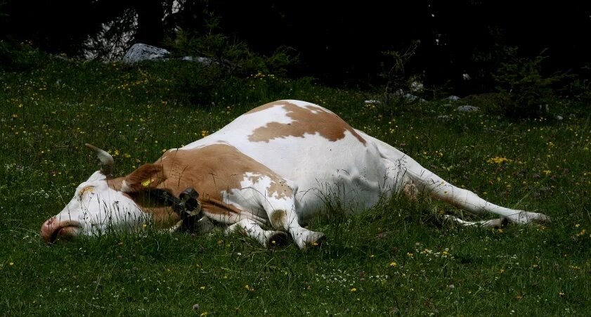 Эх, проглядели! Фото из открытых источников.