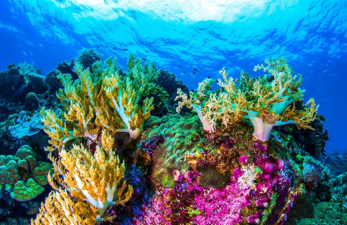 Лучший коралловый риф. Большой Барьерный риф в коралловом море. Подводный мир Египта Шарм-Эль-Шейх. Коралловые рифы Карибского моря. Барьерный риф в Австралии.