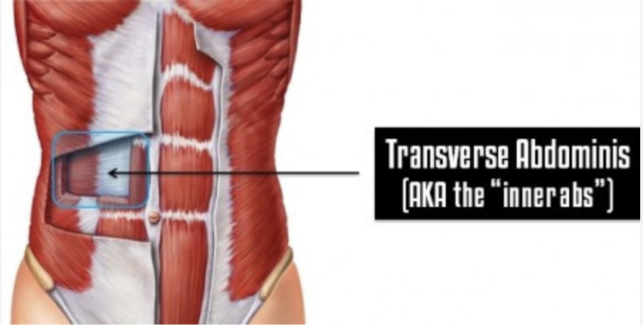 Поперечная мышца живота. Transverse abdominis мышца упражнения. Наружная косая мышца живота анатомия. Поперечная мышца живота анатомия. Триггеры прямые мышцы живота.