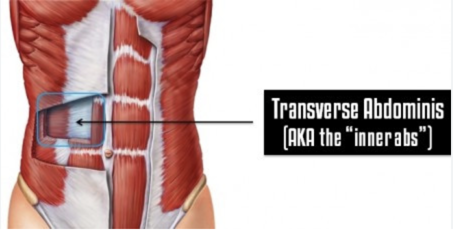 Transverse abdominis мышца упражнения. Наружная косая мышца живота анатомия. Поперечная мышца живота анатомия. Триггеры прямые мышцы живота.