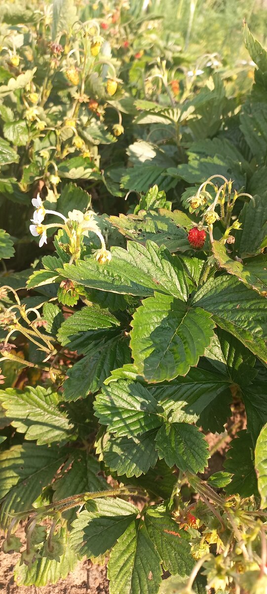 Земляничка