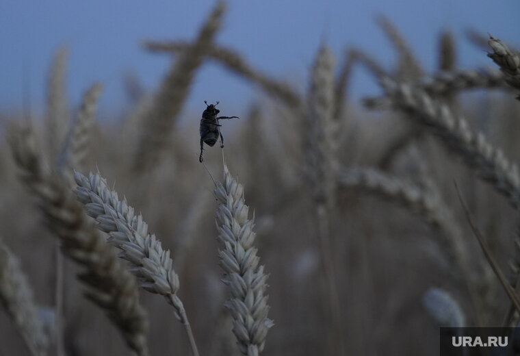    Этот вид клещей нужен для борьбы с вредителями зерновых