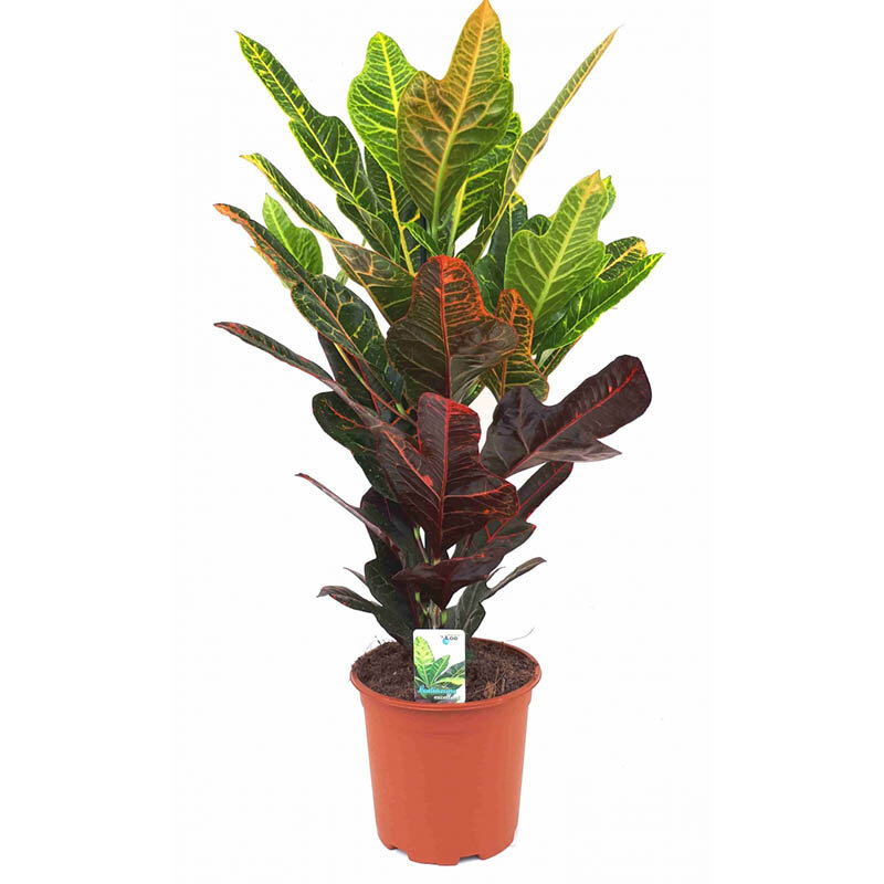 кротон Экселент (фото из интернета)