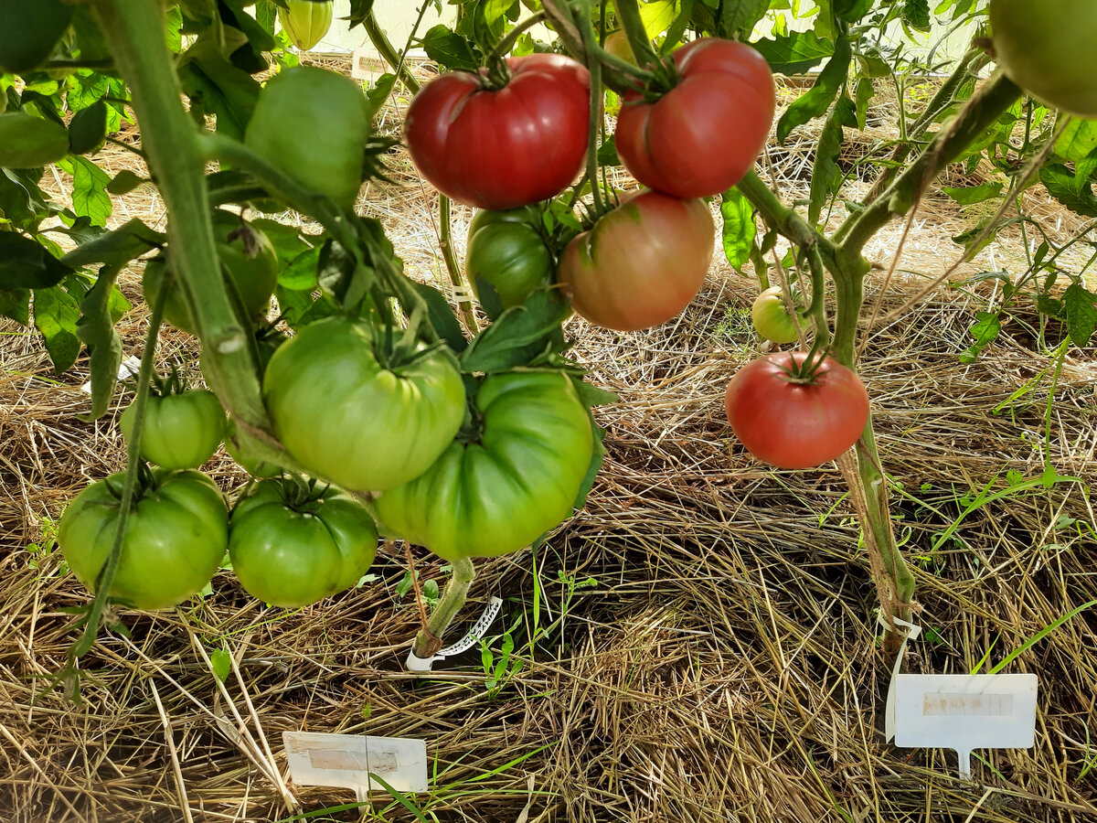 Слева Минусинский Урожайный, справа Минусинский Властелин