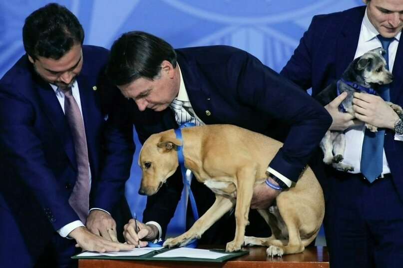 Нестор подписывает закон о защите животных